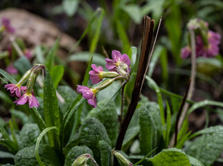 the first spring flowers in the flowerbed are getting ready to bloom in the rain 