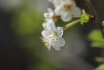 Cherry blossom in a garden
