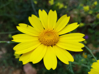 Fiore selvatico