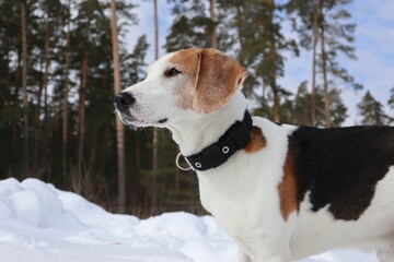 dog in snow