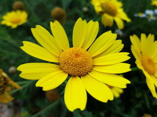 Fiore selvatico
