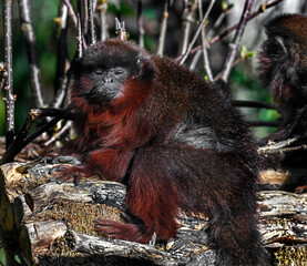 Red Titi monkey on the beam. Latin name - Plecturocebus cupreus	