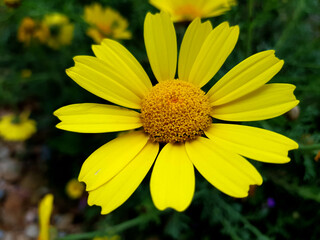 Fiore selvatico