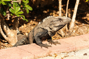Portrait of a Black spiny-tailed iguana, Ctenosaura similis, Riviera Maya, Mexico