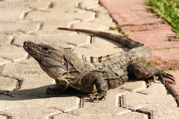 Black spiny-tailed iguana on the ground, Ctenosaura similis, Riviera Maya, Mexico