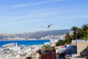 A seagull soars in the blue sky over blurred background of Tangier, Morocco.