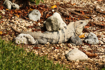 Black spiny-tailed iguana, Ctenosaura similis, Riviera Maya, Mexico