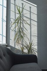 Window shadows on the wall and dracaena plant  in contemporarry office interior. Selective focus.