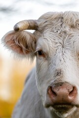 portrait of charolais cow in pasture