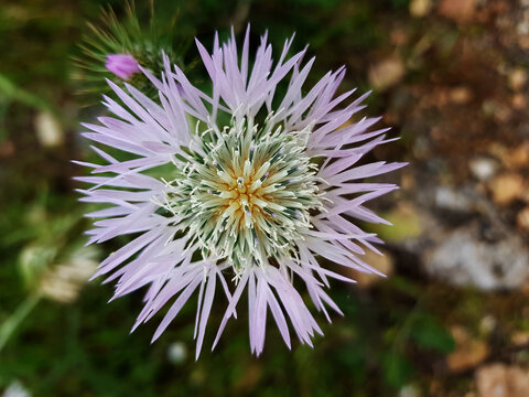 Fiore selvatico