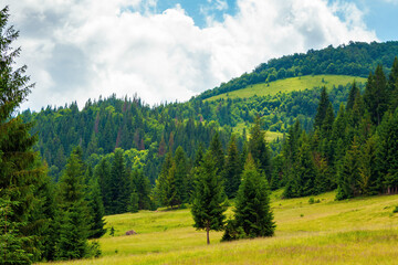 Obraz premium coniferous forests in mountains. summer landscape with green grass on the hills. nature scenery on a sunny day with clouds on the sky