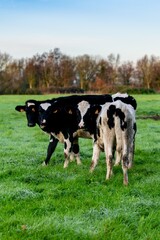 portrait of holstein cow in pasture