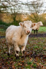 portrait of charolais veal in pasture