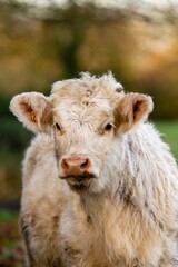 portrait of charolais veal in pasture