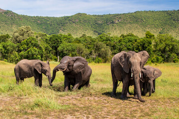 Naklejka na ściany i meble Elephants taking a mud bath on the plains of the Masai Mara National Reserve in Kenya