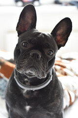 Fototapeta premium The French bulldog looks intently into the camera