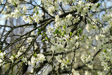 Weiße Blüten an Baum im Frühling bei Sonnenschein - Stockfoto