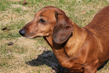 A dachshund of red color with gray on the muzzle guards the lawn.