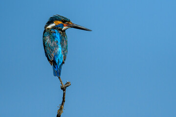 Common Kingfisher on branch with clear blue sky background.