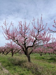 apple tree in bloom