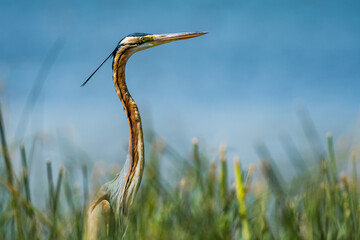 great purple heron