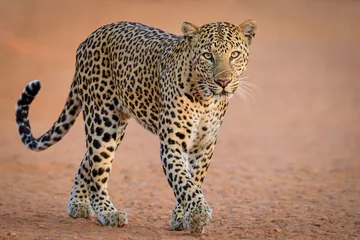 Deurstickers Luipaard portrait of a leopard