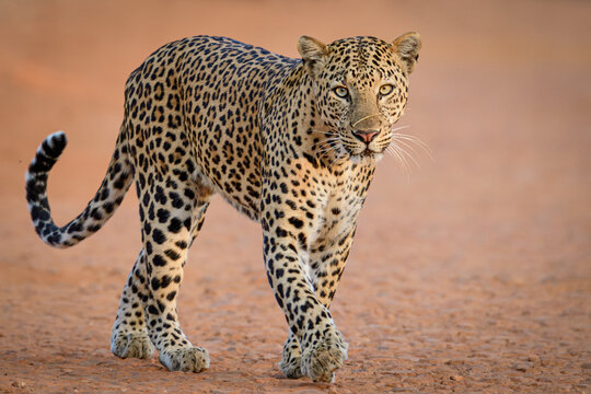 portrait of a leopard