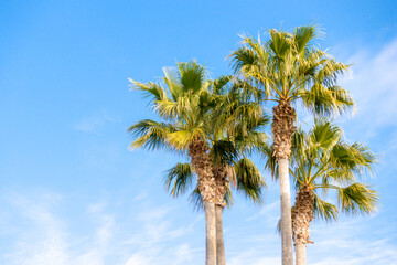 Three nice palm trees in blue sunny sky. Low angle view
