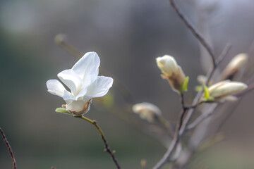 Obraz premium Spring flowers. Bright colors. A walk in the park. White Magnolia 