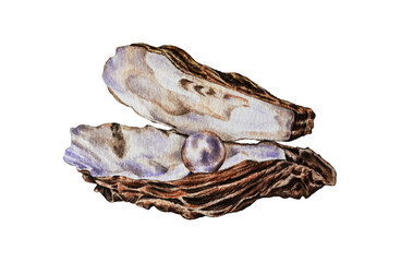 Pearl in the shell  isolated on white background.  Watercolor illustration. Hand drawn. Closeup.
