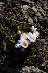 many white crocus flowers bloom in the spring in the garden on a bright morning