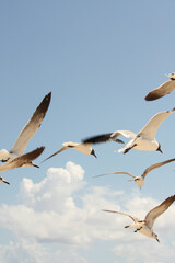 Flock of seagulls flying, Laughing gull, Leucophaeus atricilla, Riviera Maya, Mexico