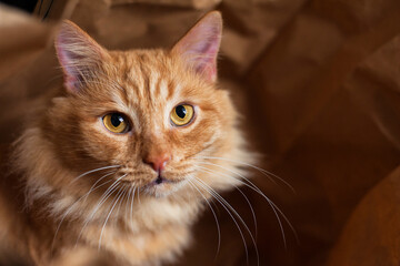 red fluffy cat sitting in a paper bag, top view