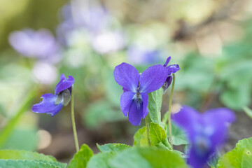 Violets growing on natural forest floor. Soft floral bokeh in background.