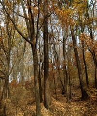 Beautiful view of the autumn trees in the forest with blue sky