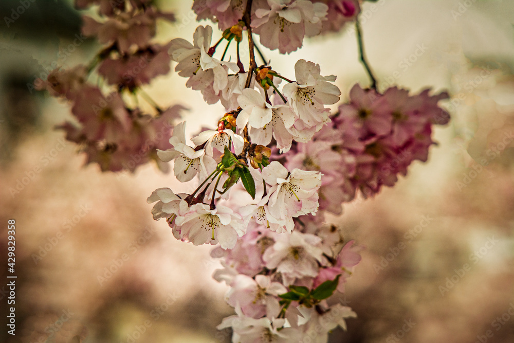 Canvas Prints Natur 