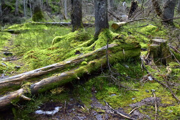Naklejka premium Nature, forest, trees, national park, ecology, natural environment,