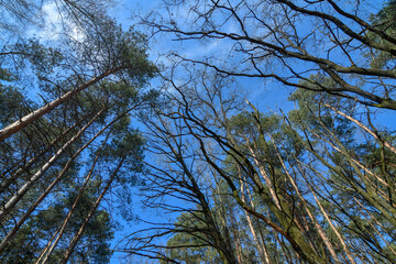 Tall trees against blue transparent sky at spring, wide angle view from bottom.