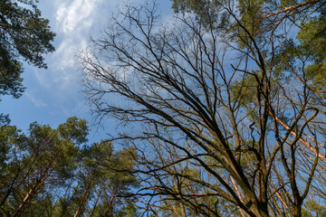Tall trees against blue transparent sky at spring, wide angle view from bottom.