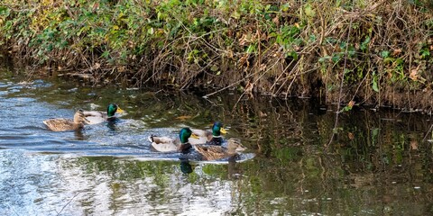 mallard duck family on the river