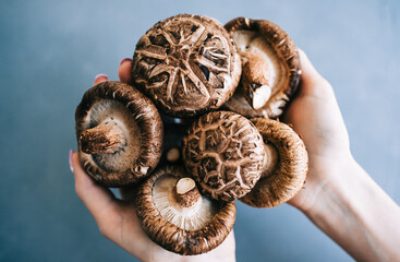 Shiitake mushrooms in hands on blue background, close-up. © nikkimeel