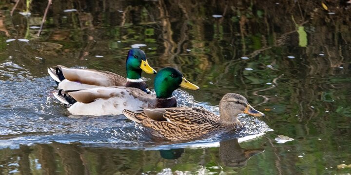 mallard duck family on the river