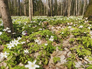 flowers in the woods