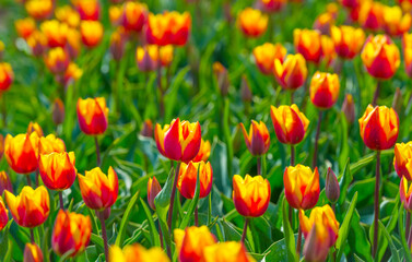 Obraz premium Colorful tulips in an agricultural field in sunlight below a blue cloudy sky in spring, Almere, Flevoland, The Netherlands, April 24, 2021