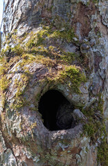 Hole in the trunk of an old tree with green and brown moss.
