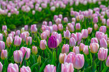 Fototapeta premium Colorful tulips in an agricultural field in sunlight below a blue cloudy sky in spring, Almere, Flevoland, The Netherlands, April 24, 2021