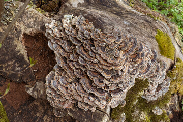Many brown polypores on old rotten tree trunk with green moss
