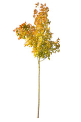 Autumnal deciduous yellow leafed tree isolated on white background