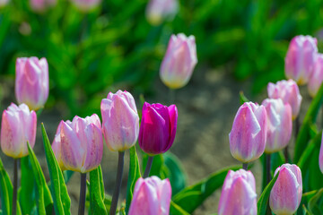 Obraz premium Colorful tulips in an agricultural field in sunlight below a blue cloudy sky in spring, Almere, Flevoland, The Netherlands, April 24, 2021