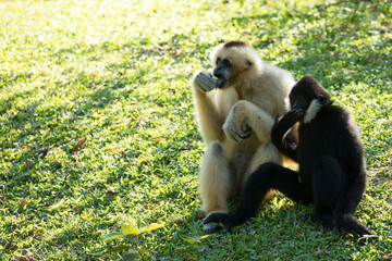 Two Pileated gibbon Hylobates pileatus sitting looking on green grass under tree during sunshine in forest